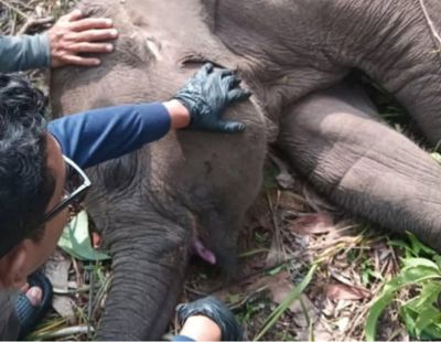 Gajah Tari Mati di TNTN Riau