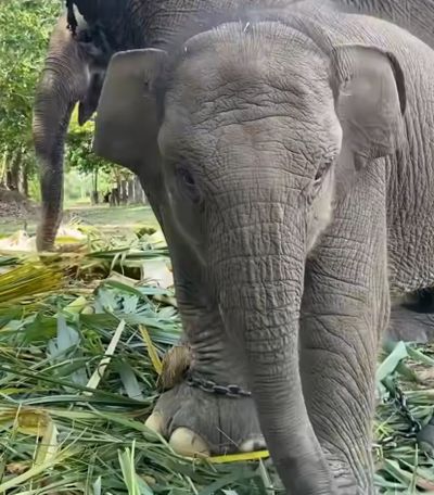 Tari, Gajah Lucu Tesso Nilo yang Jadi Favorit Publik, Meninggal Dunia