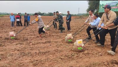 Polres Serang Bersama Petani Di Empat Wilayah Kembali Tanam Jagung Seluas 36 Hektar