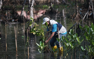 Pemkab Batang Tanam Mangrove untuk Cegah Abrasi Pesisir