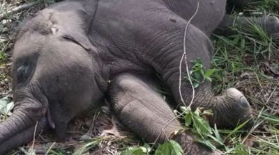 Diduga Terjangkit Virus Mematikan, Anak Gajah di Tesso Nilo Mati Mendadak, Guru Besar UGM Sampaikan Hal Ini Ini