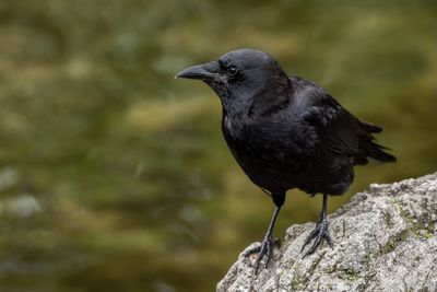 12 Fakta Unik Burung Gagak, Si Cerdas yang Sering Disalahpahami