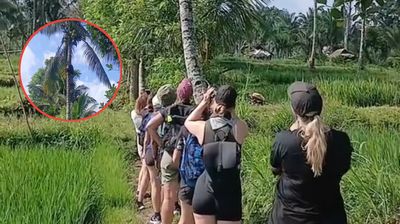 Momen Turis Asal Belgia Kagum Lihat Cowok Ini Dengan Mudah Naik Pohon Kelapa