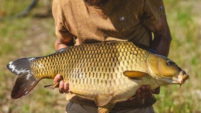 5 Arti Mimpi Mancing Ikan Besar menurut Primbon Jawa, Pertanda Baik?