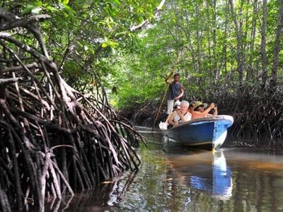 Keunikan Wisata Hutan Mangrove, Destinasi Hits di Bangka Tengah, Nikmati Sensasi Bak Mengarungi Hutan Amazon