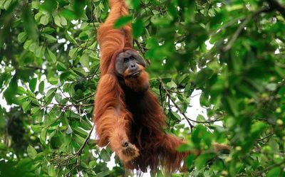 Kata Guru Besar UGM Soal Penelitian Orangutan Punya Gaya Hidup Sehat Dibanding Manusia