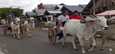 Cuma di Kayuuwi Satu, Rayakan HUT Desa dengan Parade Sapi!