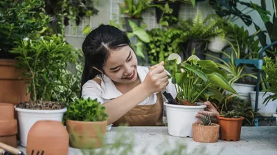 Kebun Perkotaan: Menanam Cabe dan Daun Kemangi di Balkon