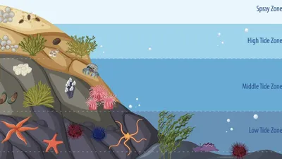 Penemuan Mengagumkan di Palung Mariana: Menyingkap Rahasia Kehidupan Laut dalam