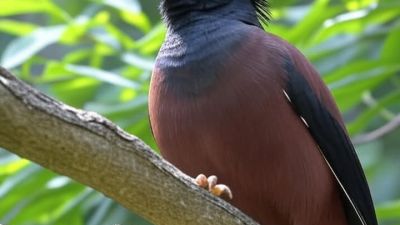 Membedakan Burung Jantan dan Betina dengan Mudah