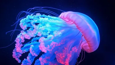 Penemuan Menakjubkan: Galaxy Jellyfish Mengungkap Keindahan Kosmik