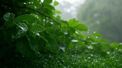 Menggali Keajaiban Aromatik: Mengapa Bau Hujan Bisa Menenangkan Jiwa