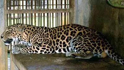 Jaguar Jalu di Taman Margasatwa Ragunan: Viral Karena Penampilan Kurus