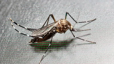 Peningkatan Kasus Chikungunya Terkait Perjalanan di Inggris