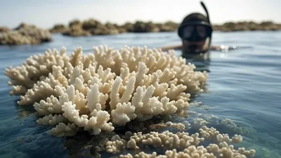 Coral Bleaching: Tantangan dan Kesadaran dalam Snorkeling di Indonesia