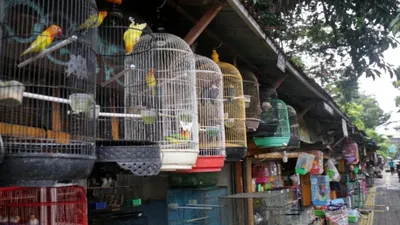 Relokasi Pedagang Burung di Jalan Barito untuk Kesejahteraan Publik