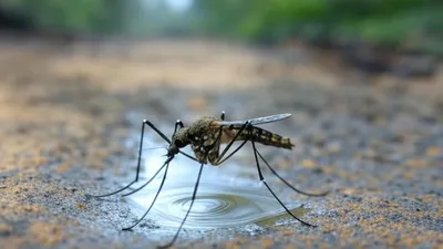 Dengue dan Upaya Pencegahannya: Apa yang Perlu Diketahui
