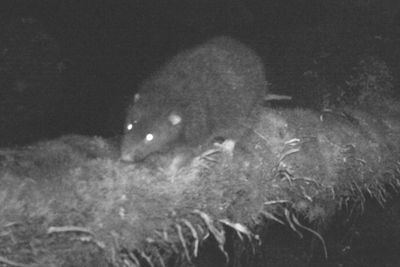 Spesies Baru Tikus Raksasa Sebesar Kucing Ditemukan!