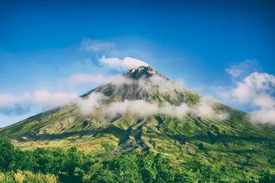 Pohon Bisa Memberi Tahu Kapan Terjadi Gunung Meletus?