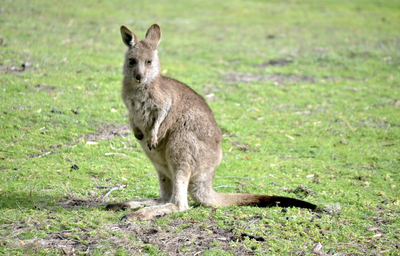 Misteri Cahaya Tersembunyi di Balik Bulu Mamalia Australia