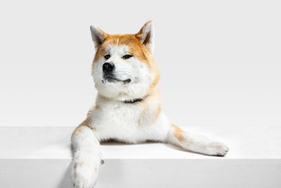 Langkah Awal Jika Digigit Anjing yang Diduga Rabies