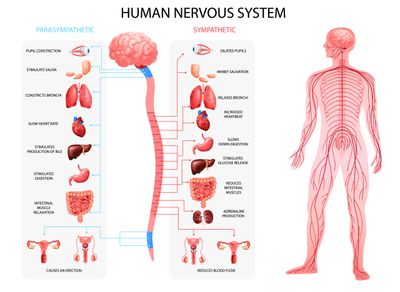 Suplemen Vitamin untuk Regenerasi Saraf: Tinjauan Sistematis Bukti Klinis
