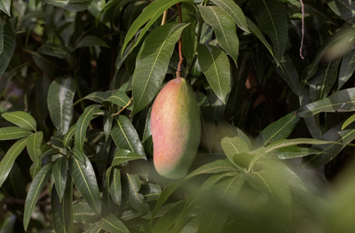 3 Manfaat Daun Mangga, Ampuh Obati Penyakit Diabetes