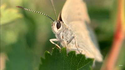 Satyrium Curiosolus: Kupu-kupu Langka yang Terisolasi Selama 40.000 Tahun
