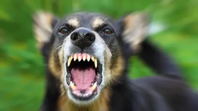 Pemkot Ambon Dapat Tambahan 7.000 Dosis Vaksin Hewan Cegah Penyebaran Virus Rabies
