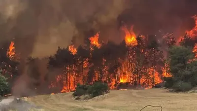 Kebakaran Hutan di Dekat Yerusalem, Petugas Masih Berjibaku Padamkan Api