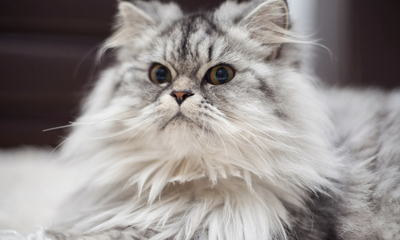 Tips Perawatan Kucing Anggora yang Sukses, Bikin Bulu Lebih Lembut!
