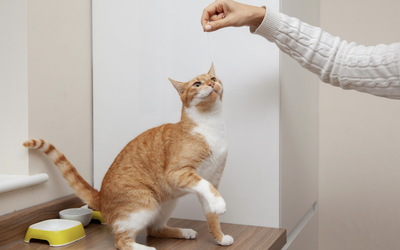Kucing Anda Suka Bermain? Ini Cara Merawat Kucing Aktif Agar Tidak Terluka