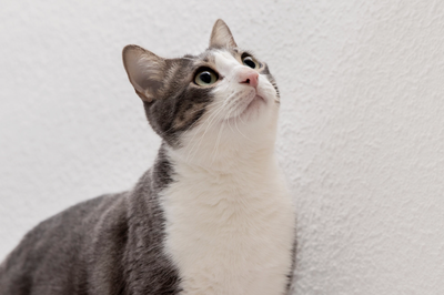 Makanan dan Perawatan yang Tepat untuk Kucing Pemberian Anda