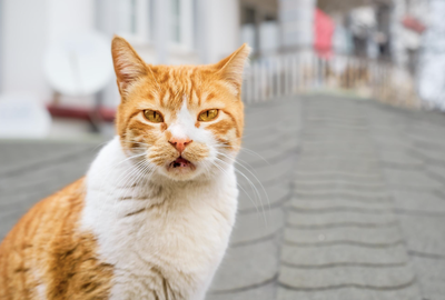 Tips Merawat Kucing Agar Sehat dan Bahagia Sepanjang Tahun
