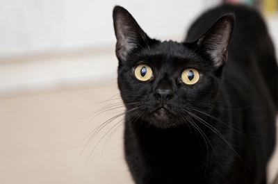 Mitos Kucing Hitam: Keberuntungan atau Kesialan?