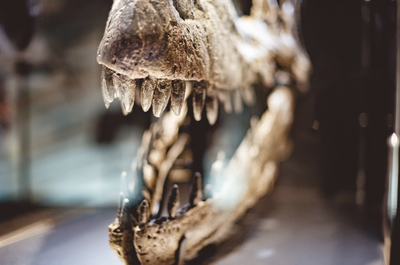 Beberapa Fakta Tentang Penemuan Fosil Dinosaurus Terkini