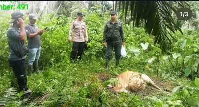 Harimau Serang Ternak Warga di Aceh Timur, Sapi Betina Mati Mengenaskan
