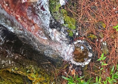 Getah Pinus, Emas Tersembunyi dari Lereng Poncokusumo