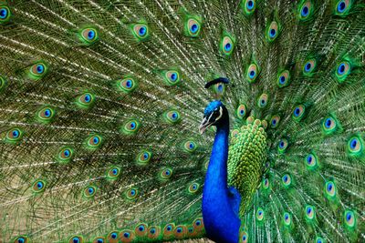 5 Arti Mimpi Burung Merak menurut Primbon Jawa, Pertanda Baik?
