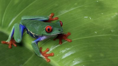 Misteri dan Penemuan Baru di Hutan Hujan Amazon
