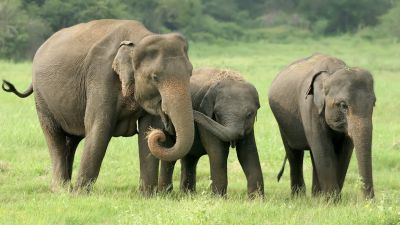 Kemampuan Memori Gajah dan Dampaknya dalam Alam Liar