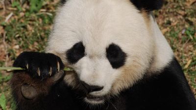 Panda Raksasa: Simbol Konservasi dan Usaha Pelestariannya
