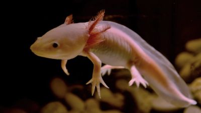 Axolotl: Salamander Meksiko dengan Kemampuan Regenerasi Luar Biasa