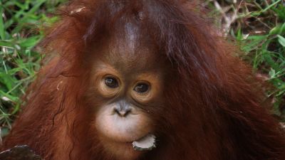 Perjuangan Orangutan Kalimantan: Konservasi di Tengah Ancaman Global