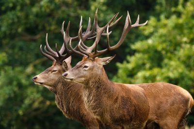 5 Arti Mimpi Rusa Menurut Primbon Jawa, Bisa Jadi Pertanda Rezeki