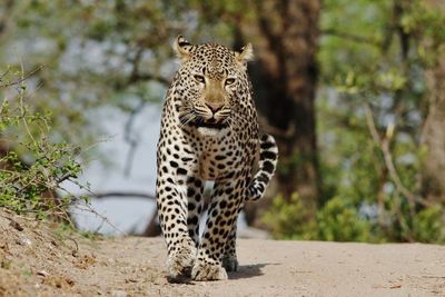 5 Arti Mimpi Melihat Macan Tutul Menurut Primbon Jawa, Pertanda Baik?