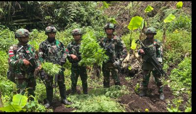 Ganja Tersembunyi di Kebun Ubi: Operasi TNI di Papua Berhasil Ungkap Jaringan Narkoba