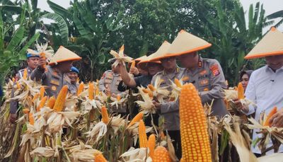 Ulet Dan Tekun Garap Lahan Bersama Petani Kapolres Serang Dinobatkan Sebagai Bapak Jagung Indonesia