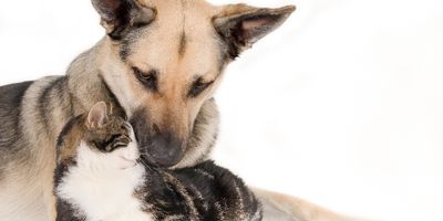 RUU Perlindungan Hewan, Akhir dari Perdagangan Daging Anjing dan Kucing?
