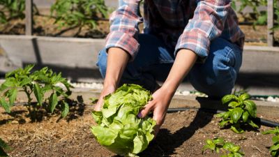 Urban Farming di Indonesia: Solusi Pangan Berkelanjutan di Kawasan Perkotaan